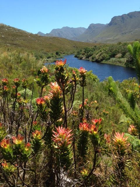 Golf And Garden Guesthouse Somerset West Bagian luar foto